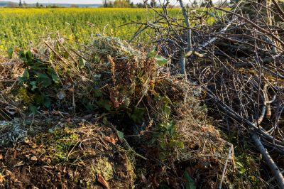 Frequency of Service